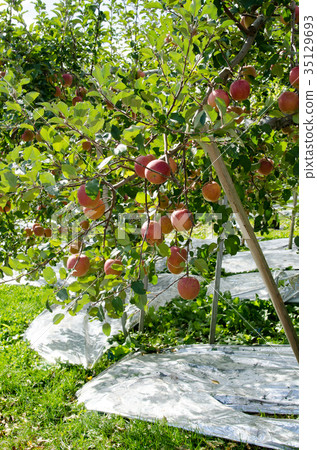 Apples harvest agriculture plantation trees Apples harvest agriculture plantation trees 35129693