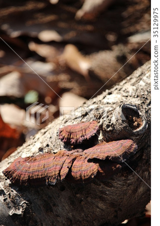 Fallen leaves and chakaigaratake 35129975