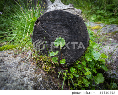 epilithic fern composition 35130158