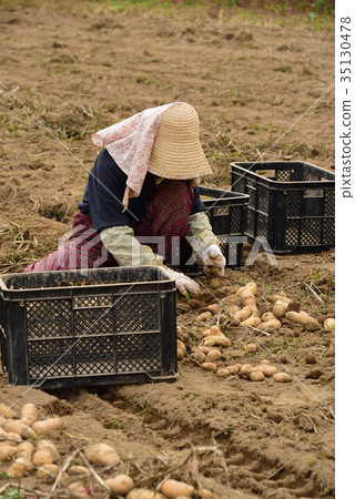 Taking a picture of a housewife's landscape of a farmer harvesting potatoes and makeup in a field in Asukazawa, Hokkaido 35130478