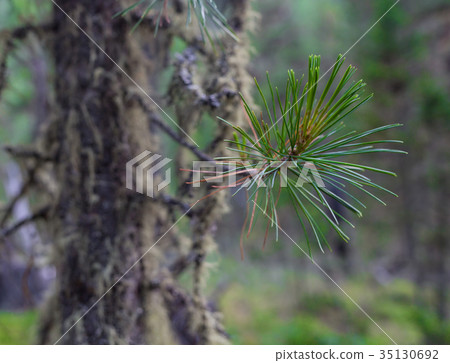 Cedar needles in Altai mountains, Russia Cedar needles in Altai mountains, Russia 35130692