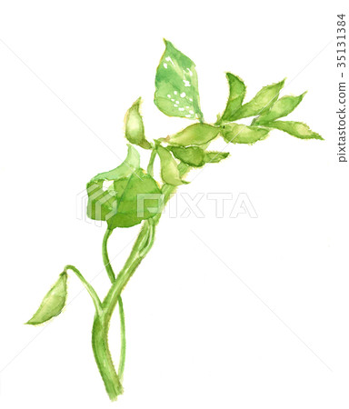 黑豆毛豆 黑豆毛豆 35131384