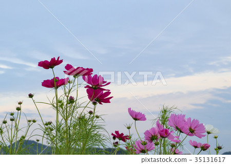 Cosmos blooming on the hill of Cosmos at Kobe general athletic park 35131617