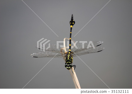 Taiwan Uchiyayama Taiwan Uchiyayama 35132111