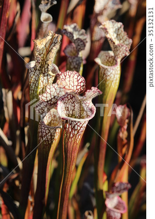 食蟲植物(Salasenia leukophila) 食蟲植物(Salasenia leukophila) 35132131