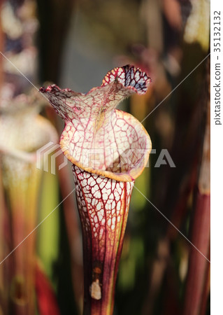食蟲植物(Salasenia leukophila) 食蟲植物(Salasenia leukophila) 35132132