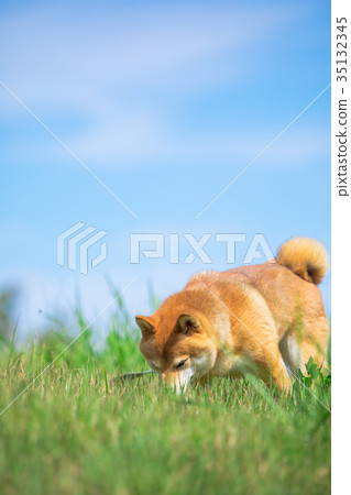 Shiba Inu on green background Domestic dog Japanese dog Sky and dog 35132345