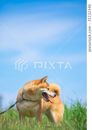 Shiba Inu on green background Domestic dog Japanese dog Sky and dog 35132346
