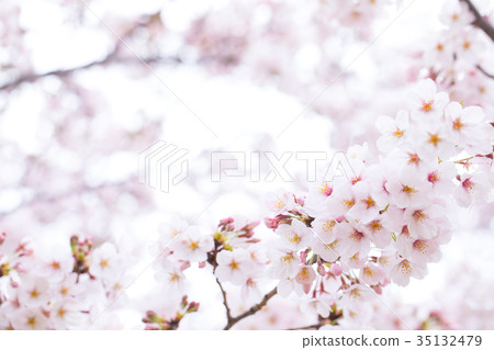 日本的櫻花Somei Yoshino Somei Yoshino Somei Yoshino Sakura特寫特寫副本空間 日本的櫻花Somei Yoshino Somei Yoshino Somei Yoshino Sakura特寫特寫副本空間 35132479