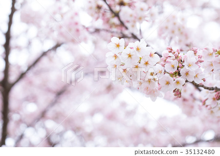 日本的櫻花Somei Yoshino Somei Yoshino Somei Yoshino Sakura特寫特寫副本空間 日本的櫻花Somei Yoshino Somei Yoshino Somei Yoshino Sakura特寫特寫副本空間 35132480