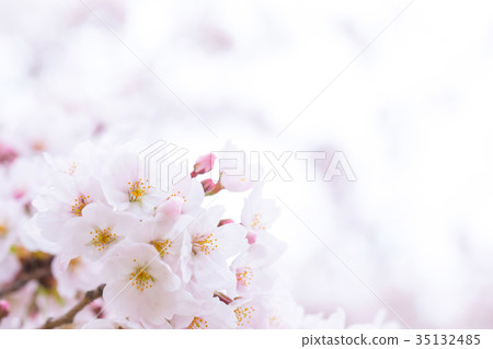 Japan's cherry blossoms Somei Yoshino Somei Yoshino Somei Yoshino Sakura Close-up Close-up Copy Space 35132485