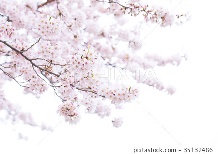 日本的櫻花Somei Yoshino Somei Yoshino Somei Yoshino Sakura特寫特寫副本空間 35132486