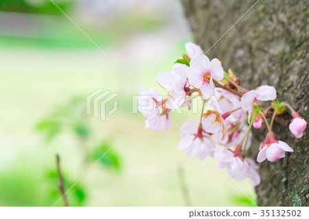 Japan's cherry blossoms Somei Yoshino Somei Yoshino Somei Yoshino Sakura Close-up Close-up Copy Space 35132502