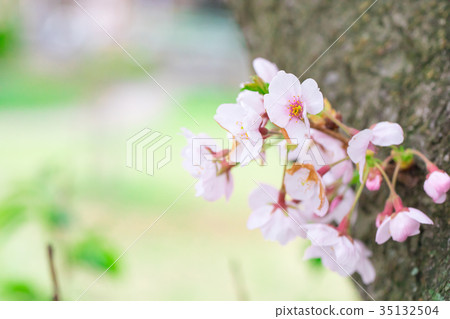 Japan's cherry blossoms Somei Yoshino Somei Yoshino Somei Yoshino Sakura Close-up Close-up Copy Space 35132504