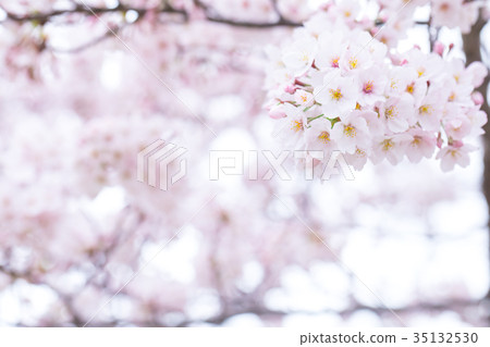 日本的櫻花Somei Yoshino Somei Yoshino Somei Yoshino Sakura特寫特寫副本空間 35132530