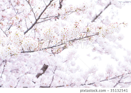 日本的櫻花Somei Yoshino Somei Yoshino Somei Yoshino Sakura特寫特寫副本空間 35132541