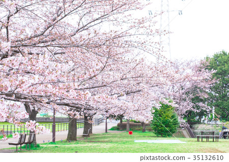 Cherry blossom viewing place taking-off party preparation Sakura Somei Yoshino Somei Yoshino Somei Yoshino 35132610