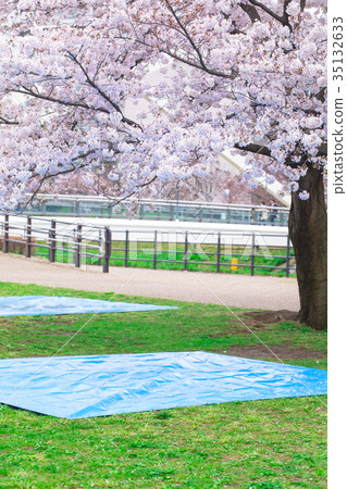 Cherry blossom viewing place taking-off party preparation Sakura Somei Yoshino Somei Yoshino Somei Yoshino Cherry blossom viewing place taking-off party preparation Sakura Somei Yoshino Somei Yoshino Somei Yoshino 35132633