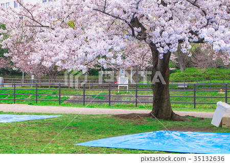 櫻花觀賞場所起飛派對準備櫻花Somei Yoshino Somei Yoshino Somei Yoshino 櫻花觀賞場所起飛派對準備櫻花Somei Yoshino Somei Yoshino Somei Yoshino 35132636
