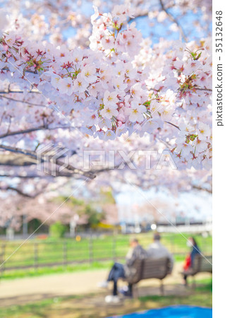 Cherry blossom viewing place taking-off party preparation Sakura Somei Yoshino Somei Yoshino Somei Yoshino Cherry blossom viewing place taking-off party preparation Sakura Somei Yoshino Somei Yoshino Somei Yoshino 35132648