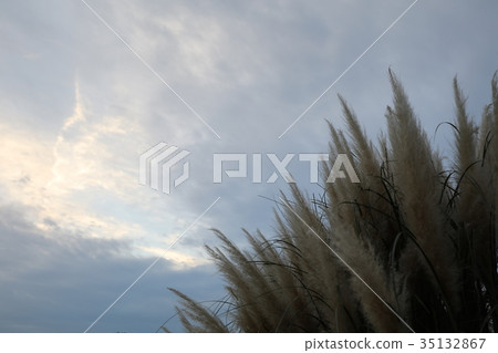 Pampasgrass 35132867