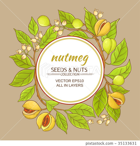 nutmeg vector frame nutmeg vector frame 35133631
