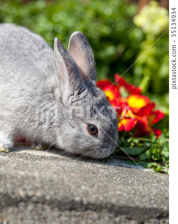 一隻兔子 一隻兔子 35134934