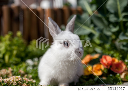 一隻兔子 35134937