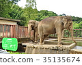 Elephant 35135674