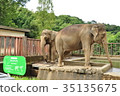 Elephant 35135675