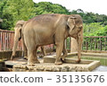 Elephant 35135676