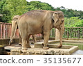 Elephant 35135677