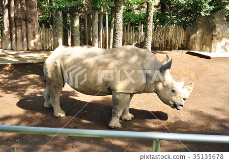 Rhino 35135678