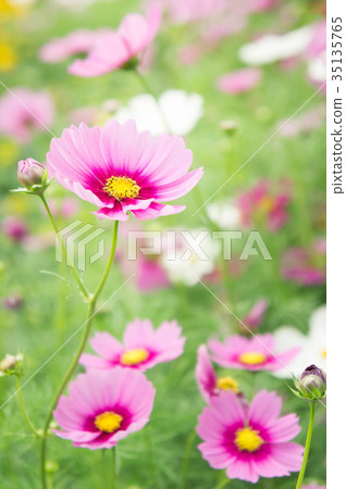 Flower garden in the field,pink flower on the nice Flower garden in the field,pink flower on the nice 35135765