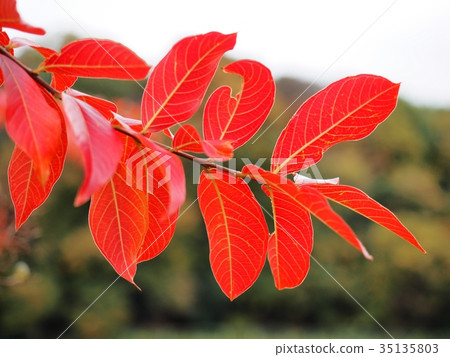 Autumn leaves of Salisbury Salisbury 35135803