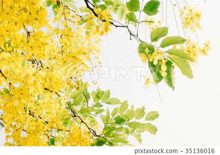 Cassia fistula yellow flowers daisy summer Cassia fistula yellow flowers daisy summer 35136016