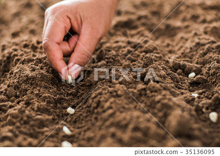 hand planting corn seed of marrow in the vegetable hand planting corn seed of marrow in the vegetable 35136095