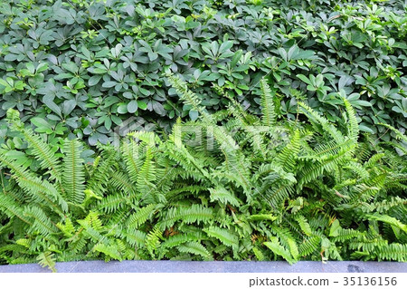 The Horizontal of Tassle Ferns Textured Background 35136156