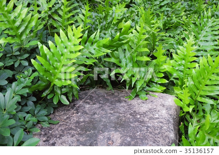 Stone in The Garden with Polypodium Diversifolium Stone in The Garden with Polypodium Diversifolium 35136157