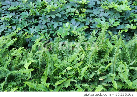 The Horizontal of Tassle Ferns Textured Background The Horizontal of Tassle Ferns Textured Background 35136162