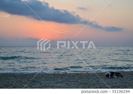 Coast. Early morning. Dog sleeping on the beach.   35136294