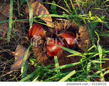 在栗子領域的栗樹 35136516