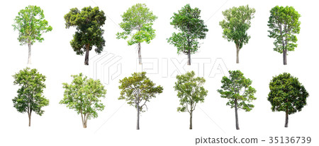 Set of isolated trees on white background. 35136739