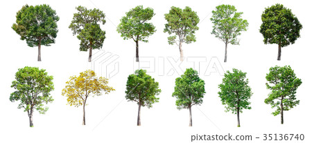 Set of isolated trees on white background. 35136740