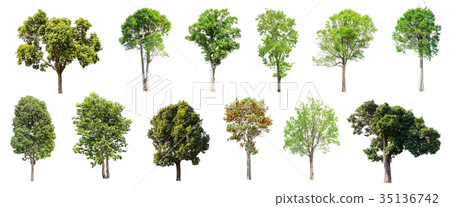 Set of isolated trees on white background. 35136742