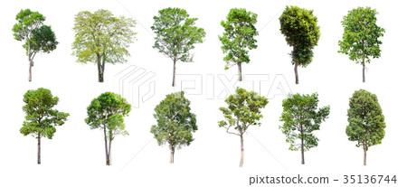 Set of isolated trees on white background. 35136744