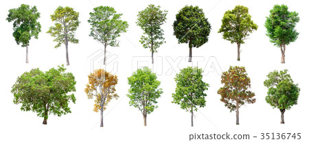 Set of isolated trees on white background. 35136745