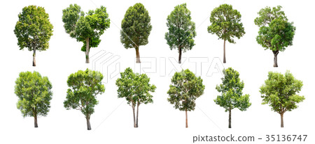 Set of isolated trees on white background. 35136747