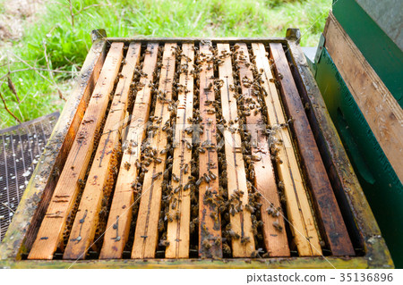 Open hive, beekeeping 35136896