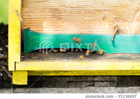 Bee with pollen that enter in the hive Bee with pollen that enter in the hive 35136897